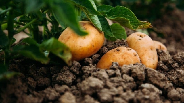 10 Perfect Potato Companion Plants for a Bountiful Harvest