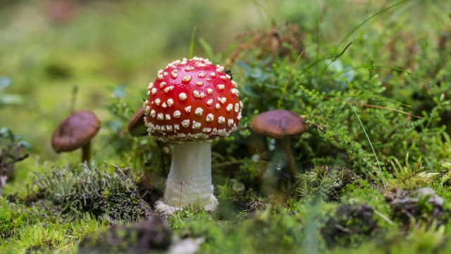 The Fungal Frontier: Unveiling the Magic of Mushroom Growing