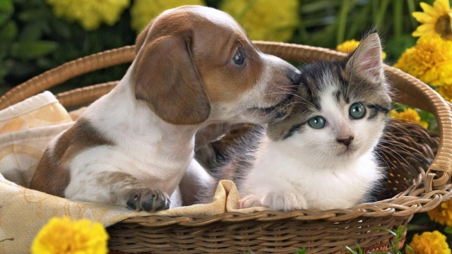 Paws and Claws: Navigating the Joys and Challenges of Pet Parenthood