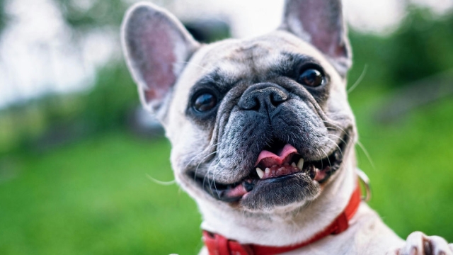 Paws and Claws: Unleashing the Joy of Pet Parenthood